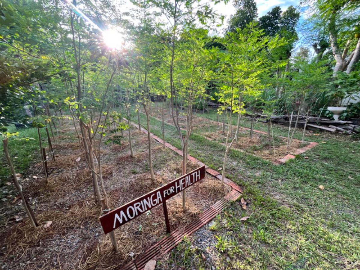 A Private Thai-Style Nature Sanctuary in Central Bangrak, Koh Samui