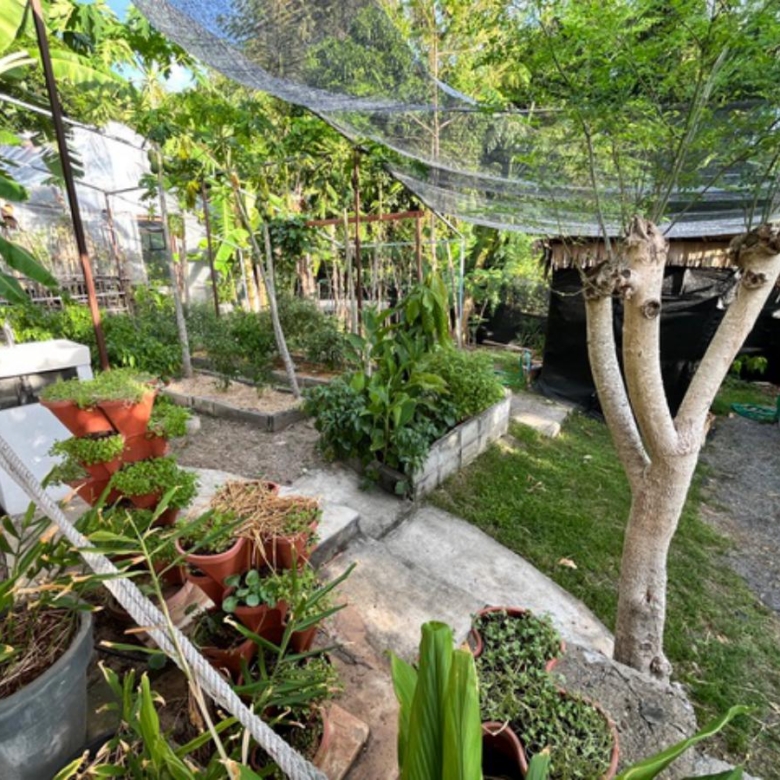 A Private Thai-Style Nature Sanctuary in Central Bangrak, Koh Samui